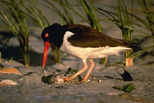 Oystercatcher with egg